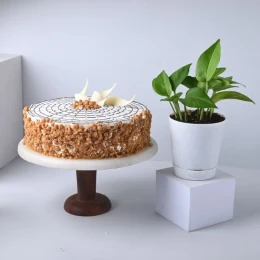 Plants & Cake